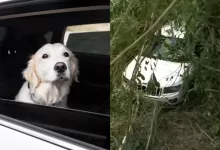 Cachorro engata marcha-ré e faz SUV descer ribanceira em Londrina; vídeo viraliza 19 cachorro